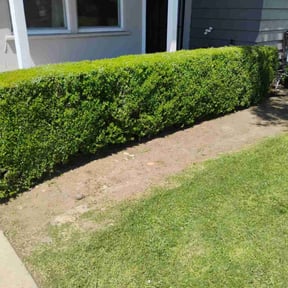 Bush Trimming by Scotton landscaping reviewed on August 20, 2025