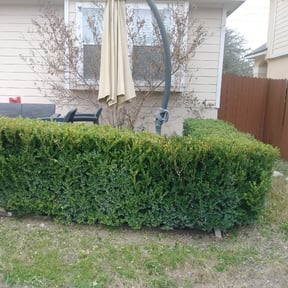 Bush Trimming by Lawn Care Professionals reviewed on August 21, 2025