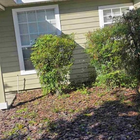 Bush Trimming by Coral Leaf Landscaping reviewed on November 22, 2025