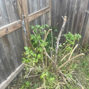 Bush Trimming by The lawn Guy reviewed on January 4, 2026