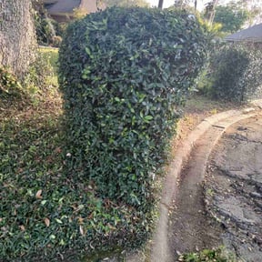 Bush Trimming by Quick Pro Cutz reviewed on August 20, 2025
