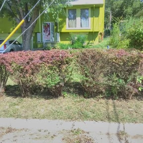 Bush Trimming by Clean The Green Lawncare reviewed on August 21, 2025