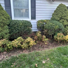 Bush Trimming by B&t lawn service reviewed on August 16, 2025