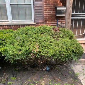 Bush Trimming by Nature Baby's Lawn Maitenace reviewed on August 15, 2025