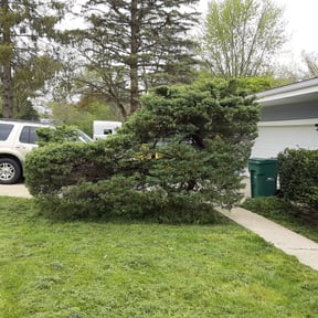 Bush Trimming by Sbm reviewed on November 22, 2025