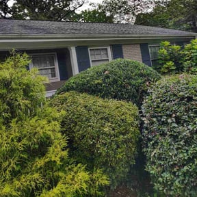 Bush Trimming by Greener Landscapes reviewed on October 24, 2025