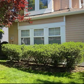 Bush Trimming by Kenny's professional lawn service reviewed on August 17, 2025