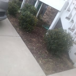 Bush Trimming by MJ lawn care llc reviewed on August 16, 2025