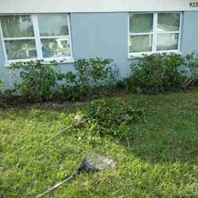 Bush Trimming by Duran Sr. Services reviewed on August 17, 2025