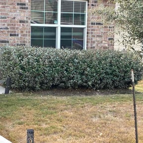 Bush Trimming by Cut reviewed on October 23, 2025