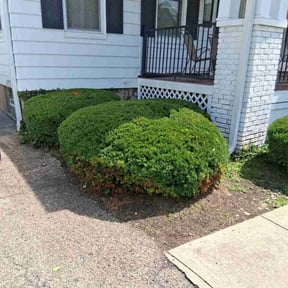 Bush Trimming by Lawn pro reviewed on August 18, 2025