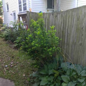 Bush Trimming by Paz Lawn Services reviewed on August 15, 2025