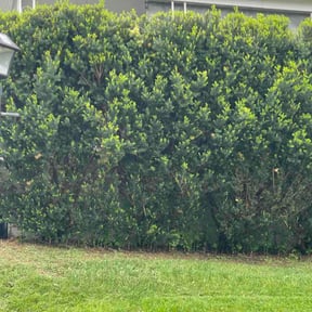 Bush Trimming by Salvus Lawncare reviewed on May 7, 2026
