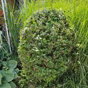 Bush Trimming by Steady Operation Enterprises LLC reviewed on May 15, 2024