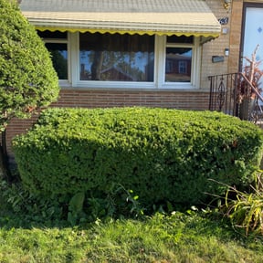 Bush Trimming by Luxury Lawn&#039;s of Chattanooga reviewed on August 19, 2025