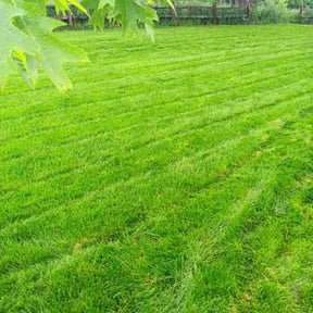 yard maintenance by First Brick Lawn Service reviewed on August 18, 2025