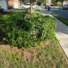 Bush Trimming by Castruita Lawn Service reviewed on August 15, 2025