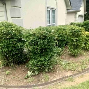 Bush Trimming by BOB'S reviewed on August 19, 2025