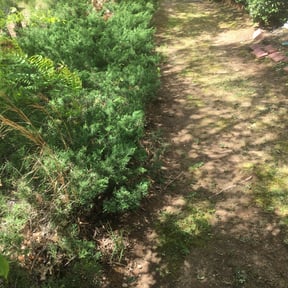 Bush Trimming by HTT Mowing Service reviewed on August 21, 2025