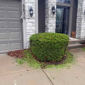 Bush Trimming by Brothers mowing reviewed on April 16, 2026