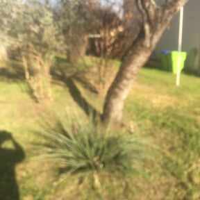 Bush Trimming by Clean cuts reviewed on August 15, 2025