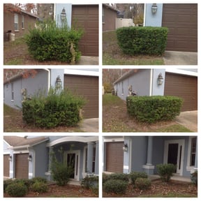 Bush Trimming by Pro Landscape reviewed on August 15, 2025
