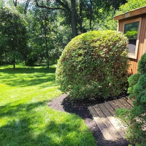 Bush Trimming by Signature Lawn Care LLC. reviewed on August 17, 2025