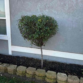 Bush Trimming by Allen Investments reviewed on February 22, 2022