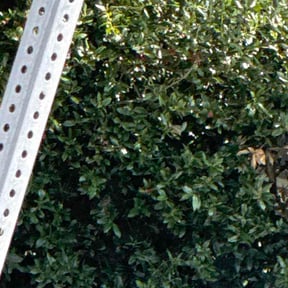 Bush Trimming by Cross Da Bayou reviewed on April 13, 2026