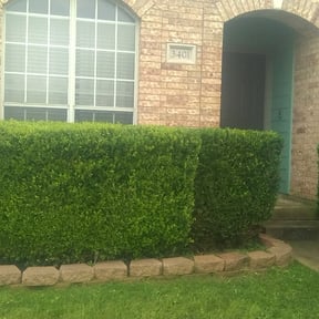 Bush Trimming by Mower with a Mustang reviewed on August 15, 2025
