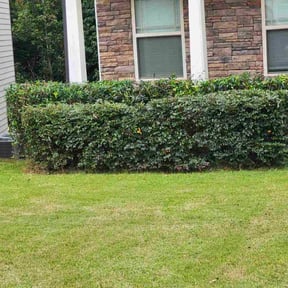 Bush Trimming by Supreme Lawn Care reviewed on November 6, 2025