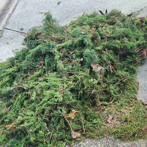Bush Trimming by Fernando's Lawn Care reviewed on August 16, 2025