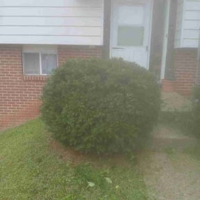 Bush Trimming by Edgar reviewed on December 4, 2025