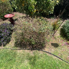 Bush Trimming by Ashtana Landscaping reviewed on August 18, 2025