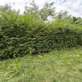 Bush Trimming by McGuire Lawn &amp; Leaf reviewed on October 24, 2025