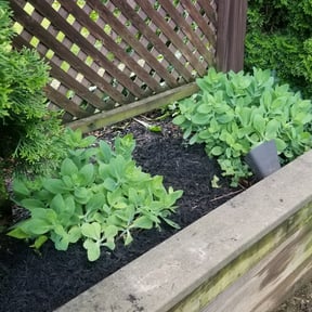 Flower Bed Weeding by real lawn service reviewed on August 19, 2025