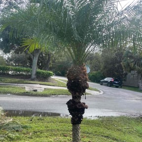 Bush Trimming by Garza Lawn Care Service. reviewed on August 20, 2025