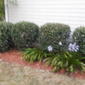 Bush Trimming by T.L. Landscaping & hardscaping reviewed on August 21, 2025