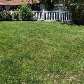 Bush Trimming by Gomez  lawn  services reviewed on May 28, 2026