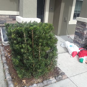 Bush Trimming by Victoria Landscaping, LLc reviewed on August 20, 2025