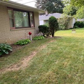 Bush Trimming by Lawns and more reviewed on August 21, 2025