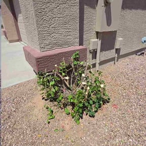 Bush Trimming by B&amp;C Lawn and Landscaping LLC reviewed on December 11, 2025