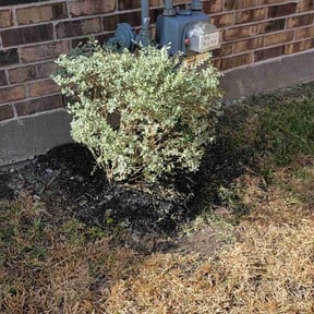 Bush Trimming by Blessed Lawn Care Services & Odd Jobs reviewed on August 15, 2025