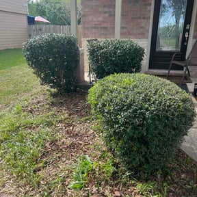 Bush Trimming by NKY Affordable Lawn Care &amp; Tree Service LLC reviewed on April 5, 2026