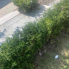 Bush Trimming by M&J LAWNSERVICE reviewed on August 17, 2025