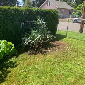 Bush Trimming by CostCutting lawncare reviewed on August 21, 2025