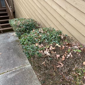Bush Trimming by Mcqueens lawn care reviewed on August 20, 2025