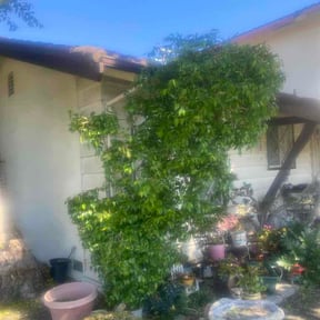 Bush Trimming by Willam Bonavida reviewed on March 18, 2026