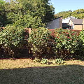 Bush Trimming by Get Her Done Lawn Service reviewed on August 21, 2025