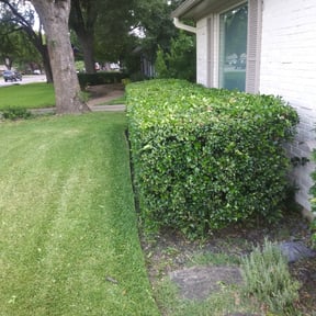 Bush Trimming by Knox Vegas Lawn Service reviewed on May 13, 2025